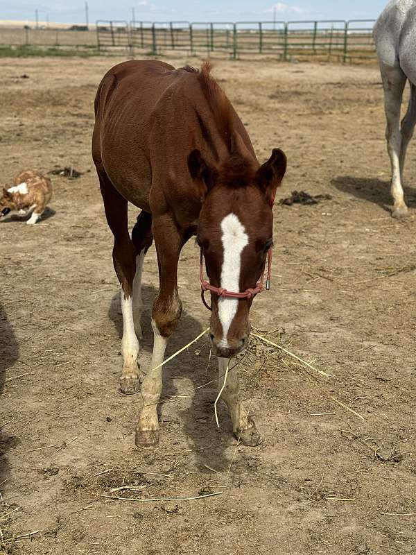 chestnut-overo-irish-draught-for-sale