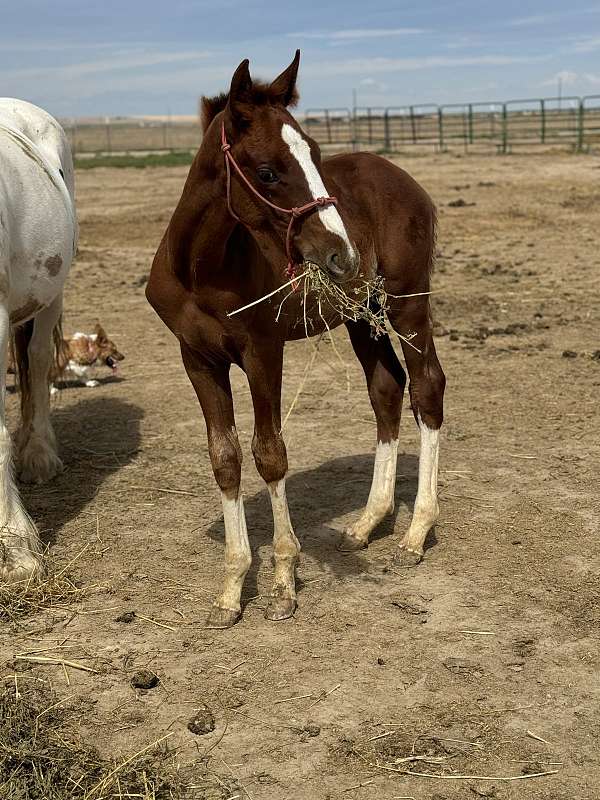 chestnut-overo-irish-draught-horse