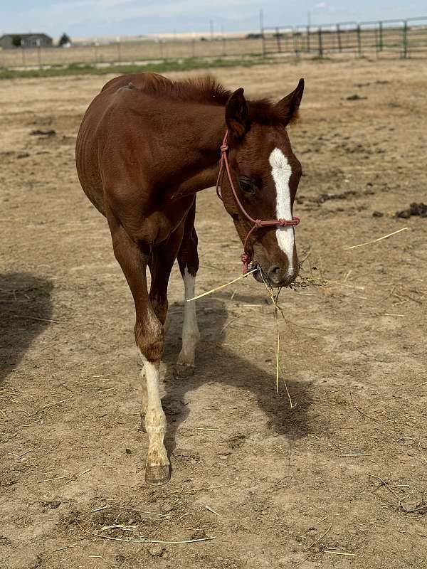 flashy-sporthorse-colt