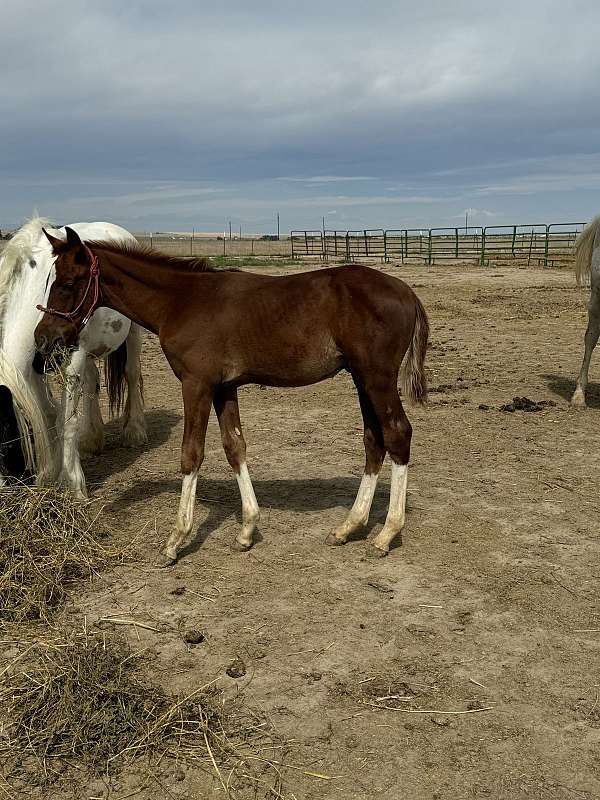 chestnut-overo-irish-draught-colt