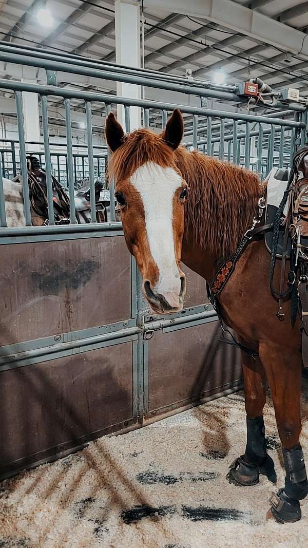 high-school-rodeo-standardbred-horse