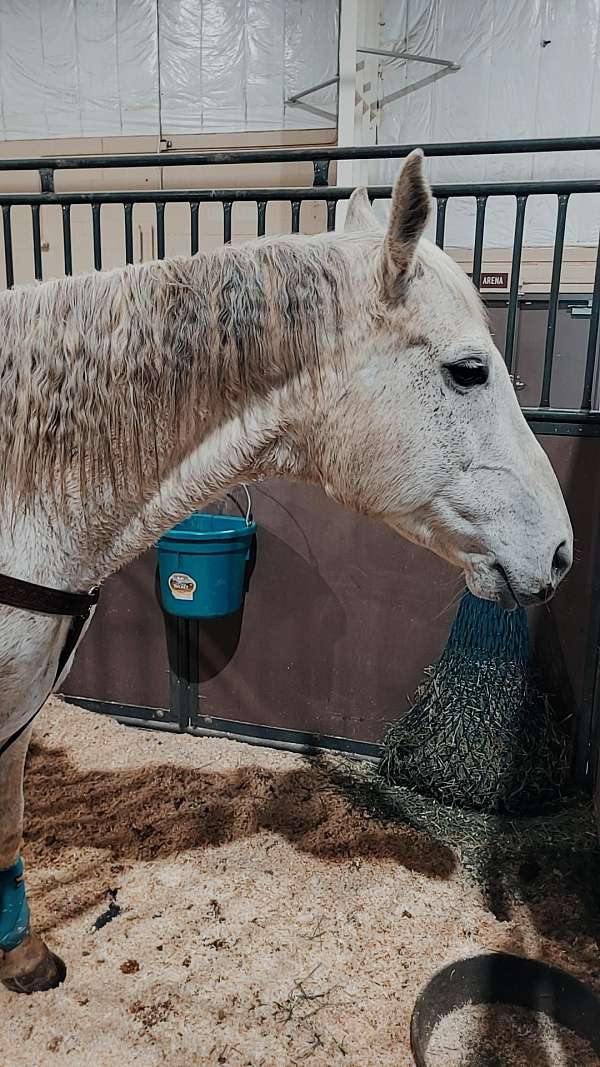 high-school-rodeo-paint-horse