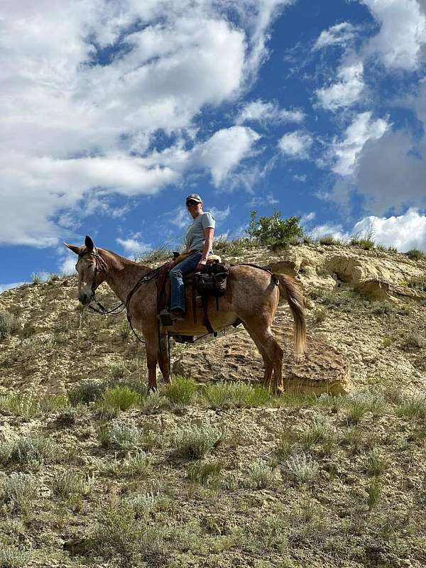 red-roan-brand-horse