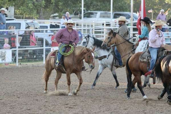 ranch-versatility-quarter-horse