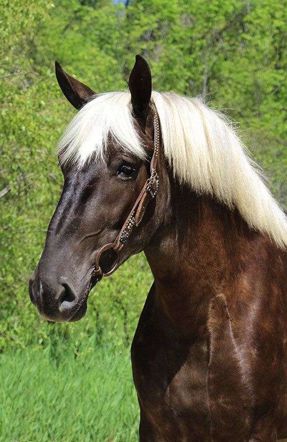 flashy-quarter-horse
