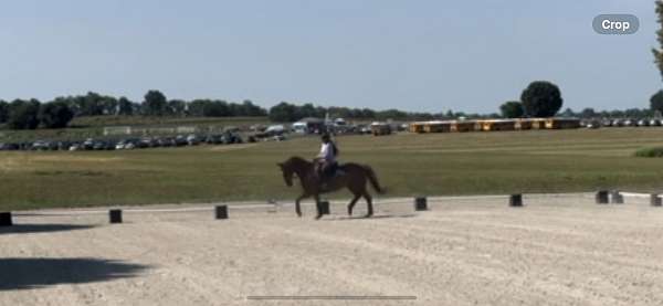 broodmare-canadian-horse