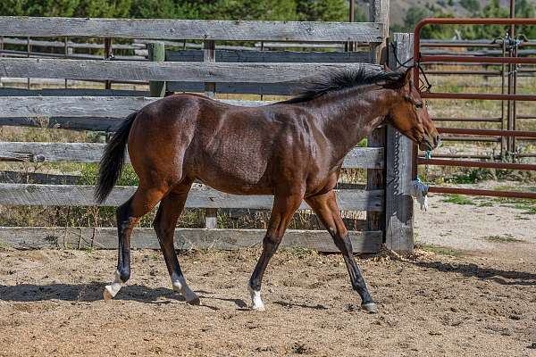 bay-star-a-snip-three-white-one-black-stockings-horse