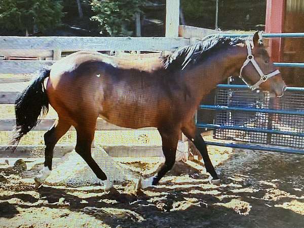 reined-cow-yearling