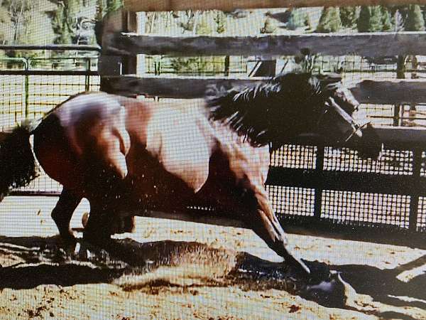 barrel-quarter-horse