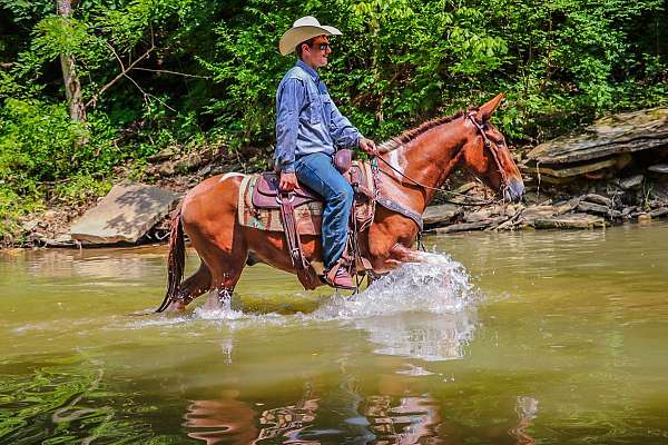 beginner-safe-quarter-horse