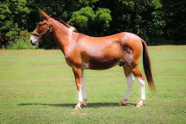 athletic-quarter-horse