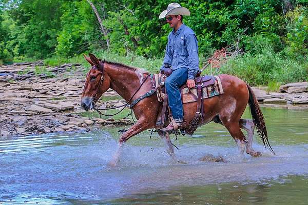 experienced-quarter-horse