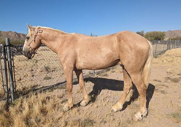 mustang-gelding