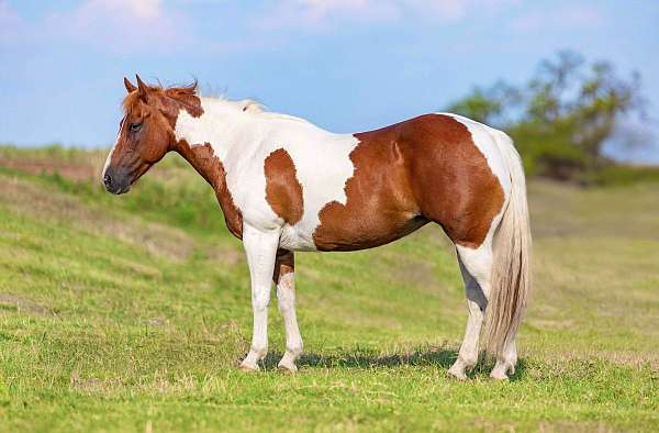 quarter-horse