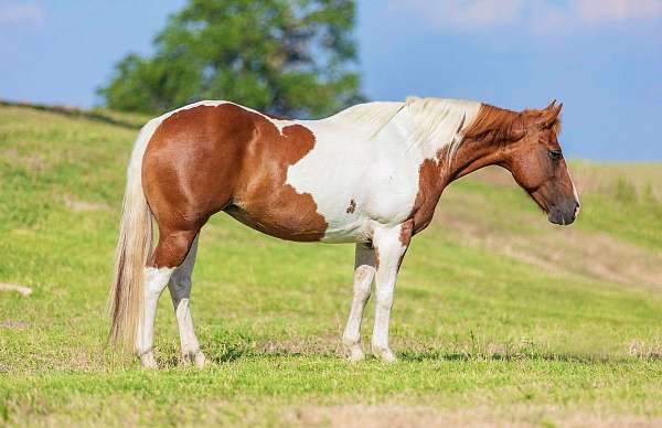 tobiano-4-stockings-blaze-horse