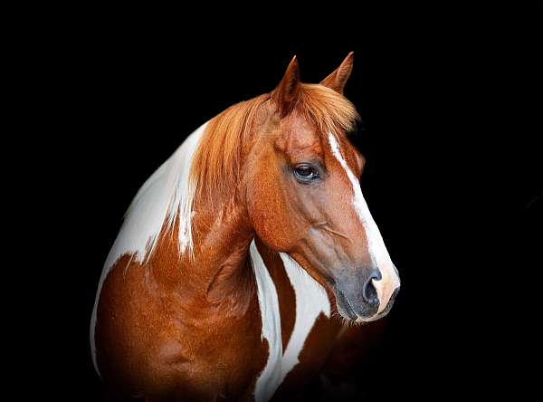 ranch-work-quarter-horse