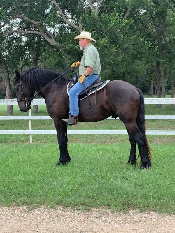 star-right-hind-medial-heel-bulb-horse