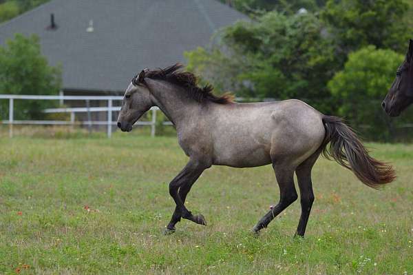 andalusian-filly