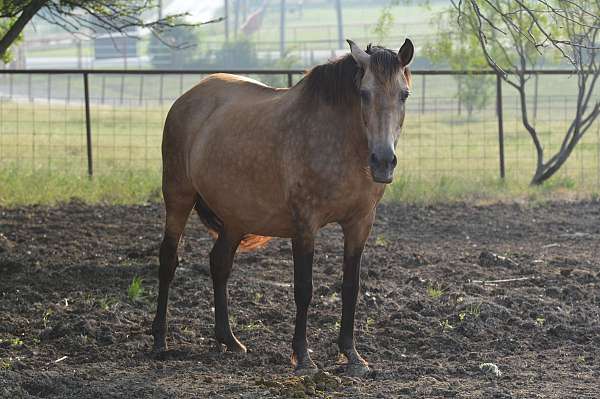 ranch-broodmare-foal