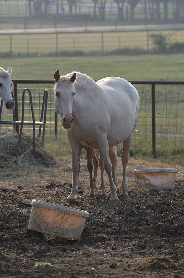 perlino-ancce-broodmare