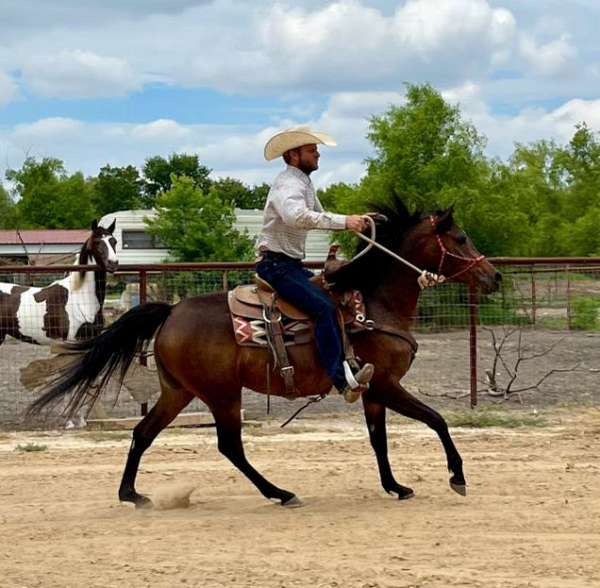 all-around-beginner-arabian-horse