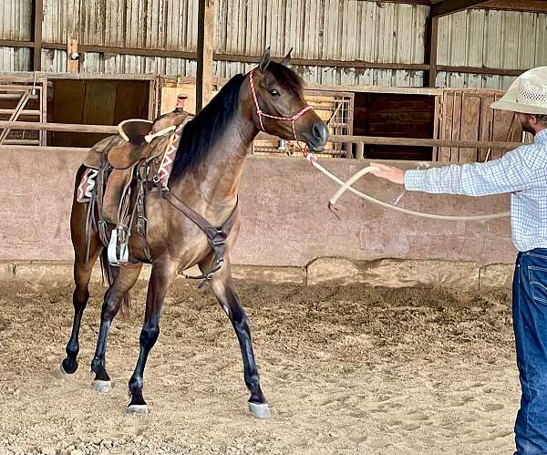 bay-all-around-beginner-horse