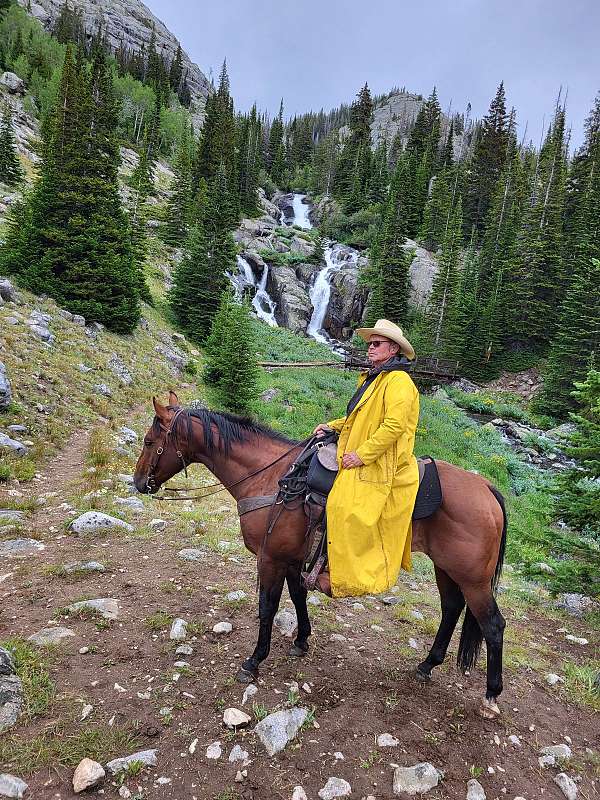 trail-riding-gelding