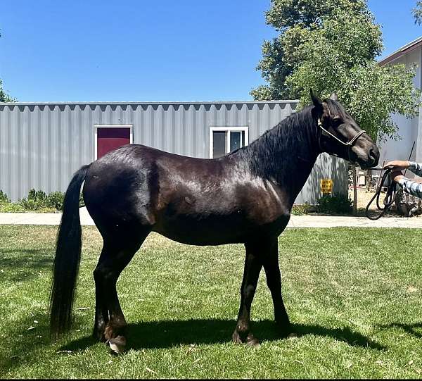 match-gypsy-vanner-horse