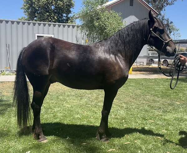 for-kids-gypsy-vanner-horse