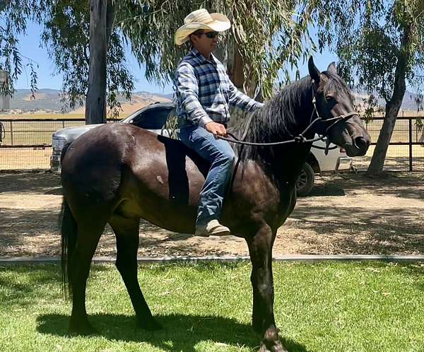 bay-gelding-gypsy-vanner-horse