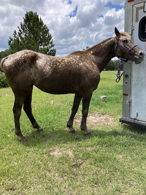 liver-chestnut-snowflake-horse