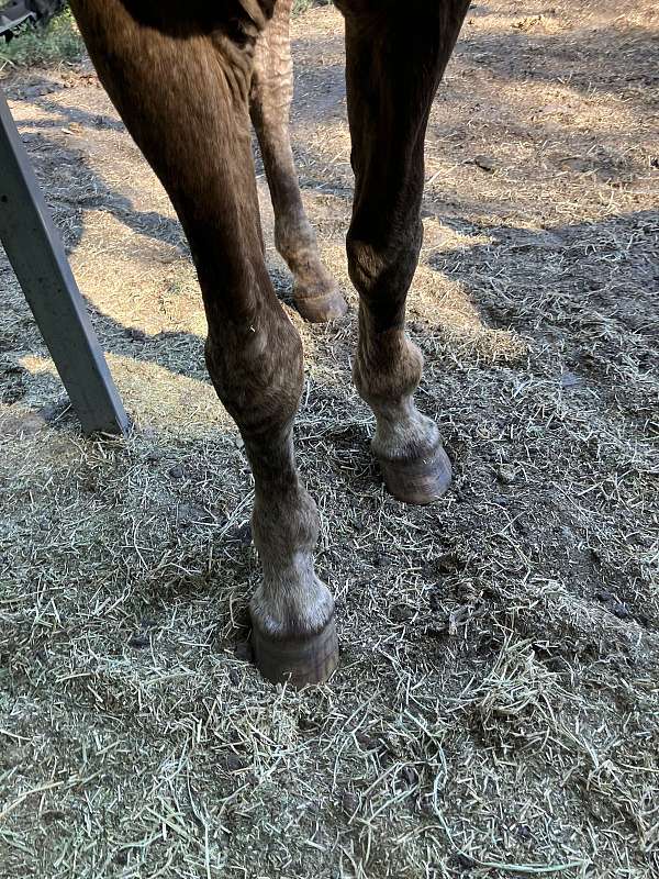 snowflake-horse