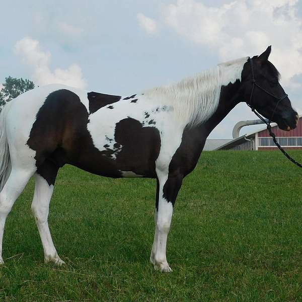 harness-paint-pony
