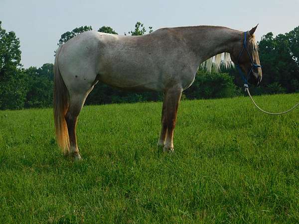 black-white-harness-pony