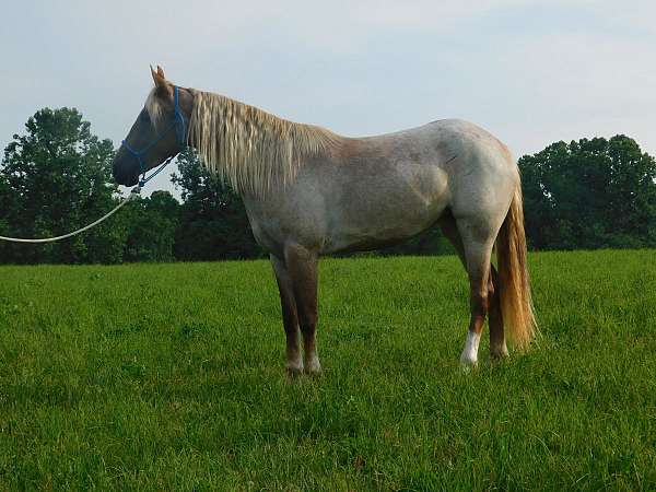 paint-pony-gelding