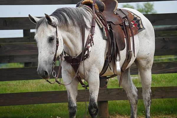 quarter-horse-gelding