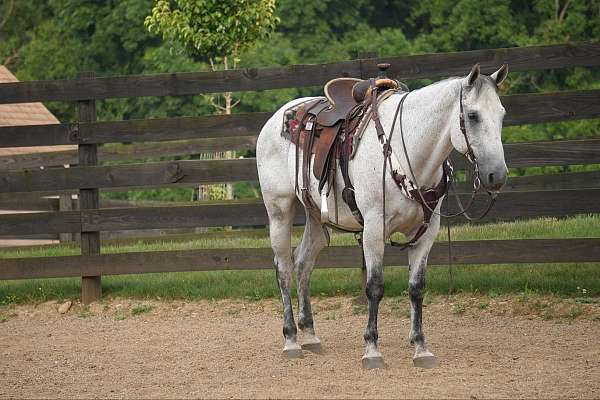 quarter-horse-for-sale