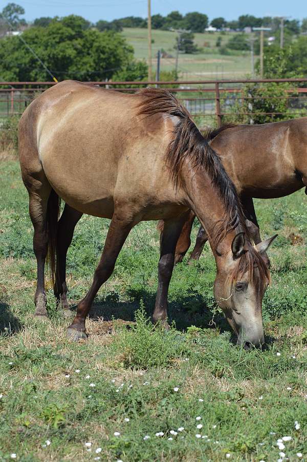 baroque-andalusian-horse