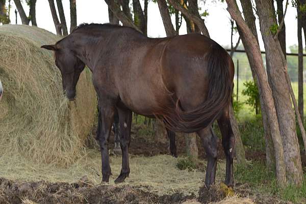 baroque-andalusian-horse