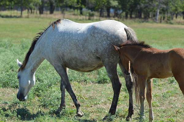 fuego-andalusian-horse