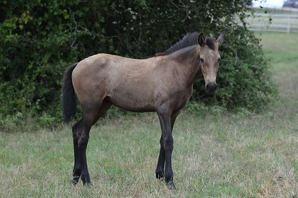 baroque-andalusian-horse