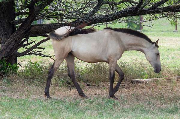 baroque-andalusian-horse