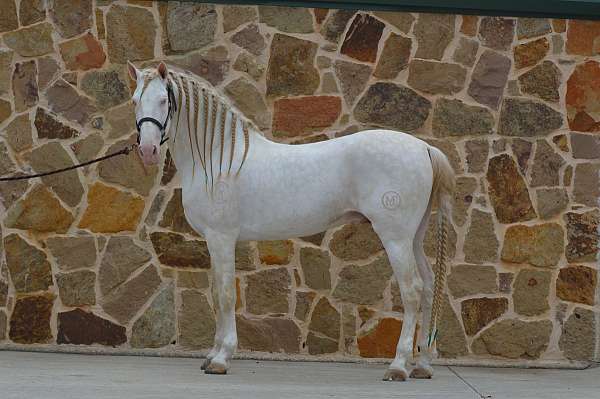 all-breeds-andalusian-horse