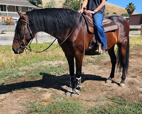 all-around-andalusian-horse