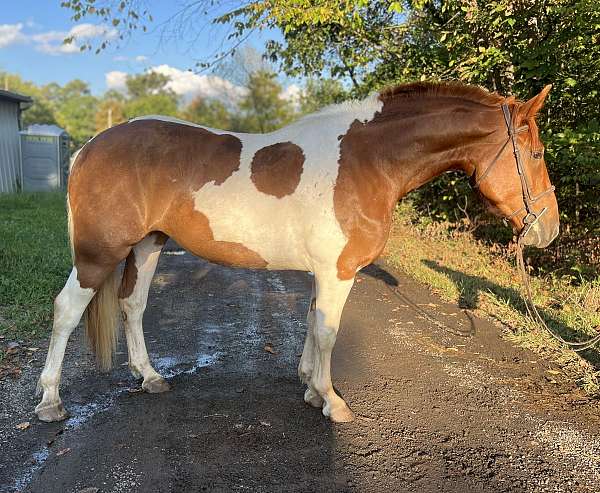 pinto-sporth-horse