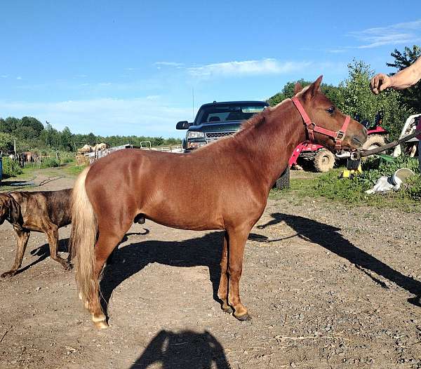 whispy-star-both-rear-ankles-white-horse