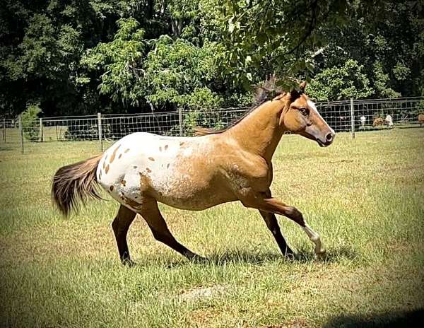 white-with-spots-over-body-hipsstarstripe-sniplf-partial-stocking-rf-partial-stockingrh-horse