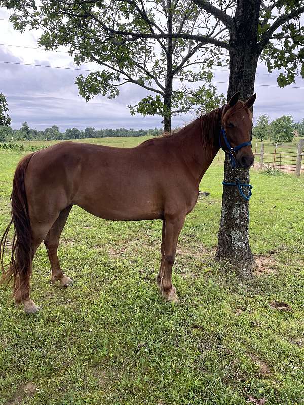 missouri-fox-trotter-broodmare