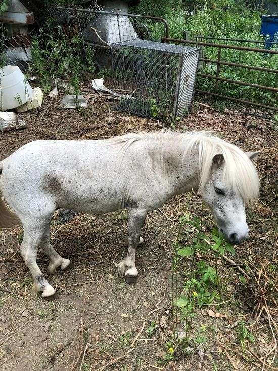 roan-stud-miniature-horse