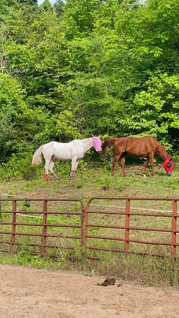 appaloosa-gelding